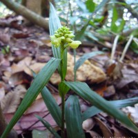 Tropidia thwaitesii Hook.f.